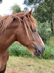 portrait of a horse in the Portrait eines braunen Pferdes. Der Hengst schaut zur Seite und zeigt seine Mähne und hat einen weißen Streifen auf seinem Kopf