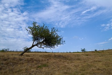 crocked tree in the field