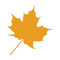 Autumn maple leaf isolated on a white background