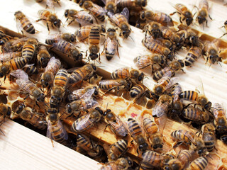 Honey bees in a bee hive