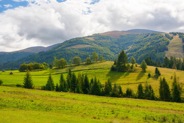 Fototapeta premium carpathian countryside scenery in autumn. grassy pastures on the rolling hills near the forest. warm sunny weather in mountains