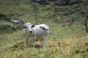 Vache en estive au cirque d'Anglade dans les Pyr&eacute;n&eacute;es ari&eacute;geoises