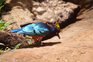 blue bird on the ground