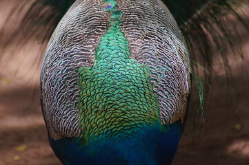 close up of peacock