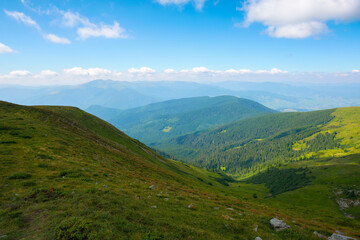 green slopes of carpathian mountains. summer landscape on a sunny day. grassy hills and meadows. ridge in the distance