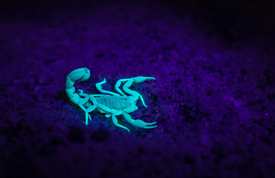 Black lighting a scorpion from Arizona's Sonoran Desert 