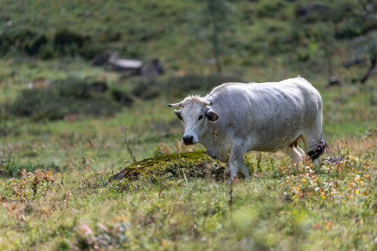 Vache en estive au cirque d'Anglade dans les Pyrénées ariégeoises