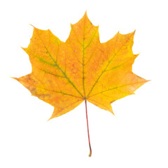 Feuille morte d'érable en automne	