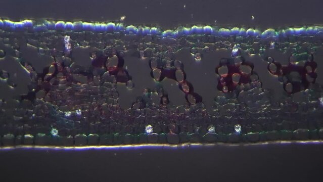 Microscopic footage of slide with leaf of Ligustrum lucidum magnified in 200x. Purple plant in transversal section filmed with cross light. Studying flora structure with cells and tissue. Nature theme