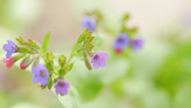 Flowers of Unspotted lungwort. Pulmonaria obscura in spring forest. Belonging to the family Boraginaceae. Close up.