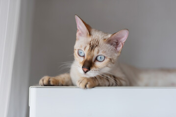 Young domestic cat of light color lies on the surface, looking to the side. bengal breed snow lars