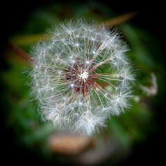 We take a close look at the unique beauty of the dandelion flower with a macro shot.