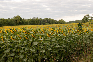 Fototapeta na wymiar A field of Sunflowers on a cloudy day.