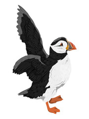 The Atlantic Puffin takes off. Realistic Fratercula arctica or common puffin birds in different poses. Vector birds	