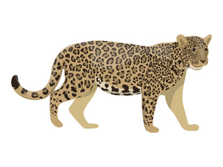 Jaguar. Great wild cat of the Amazon and South America. Realistic Vector animal