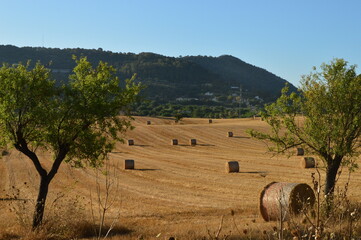 Campos de Balas de Paja en los Campos del Centro de Mallorca- Best Places to visit Mallorca