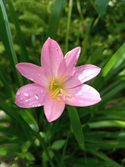 Flor rosada con gotas de agua