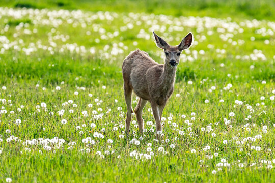 United States, Idaho, Bellevue, Young deer in meadow