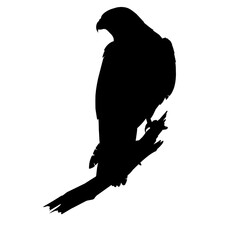 eagle silhouette vector illustration perching eps format