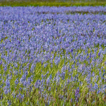 United States, Idaho, Fairfield, Camas lilies bloom in spring on riverbanks