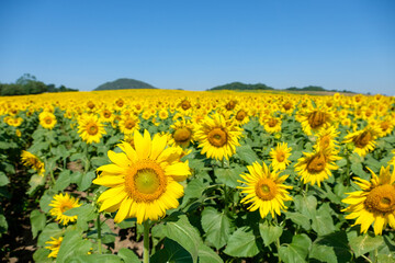 Fototapeta premium A blooming sunflower field in the countryside farm located on the hill.
