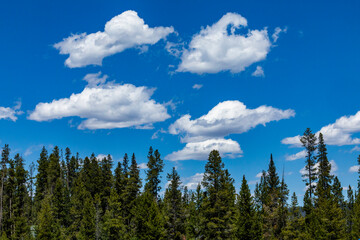 United States, Idaho, Stanley, White clouds over forest near Sun Valley