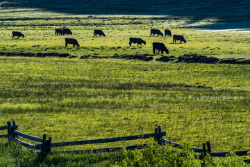 United States, Idaho, Stanley, Cattles grazing in green pasture near Sun Valley