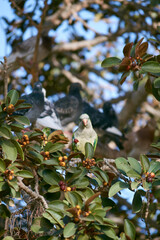 Parrot eating fruit on tree branch