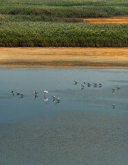 Great egrets wading in shallow water at Plum Island, MA, USA