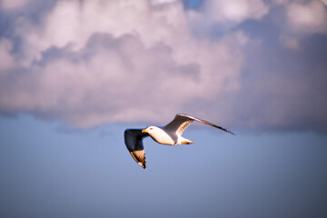 Fototapeta na wymiar Seagull flying in front of light purple clouds