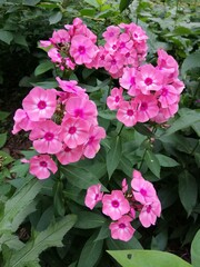 a narrow spike shaped  Salmon-colored inflorescence with a double purple-white ring in the middle . Phlox paniculata Larissa on a summer flower bed