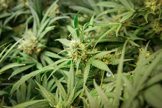 Medical marijuana plant