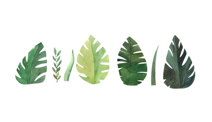 a set of tropical green leaves of monstera, painted in watercolor. Handmade design elements are suitable for creating invitations, greeting cards and backgrounds