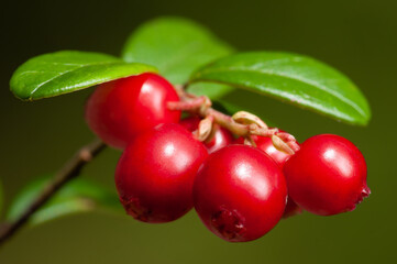 Nature of Europe - cowberry