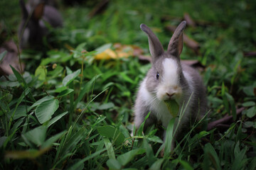 rabbit in the grass