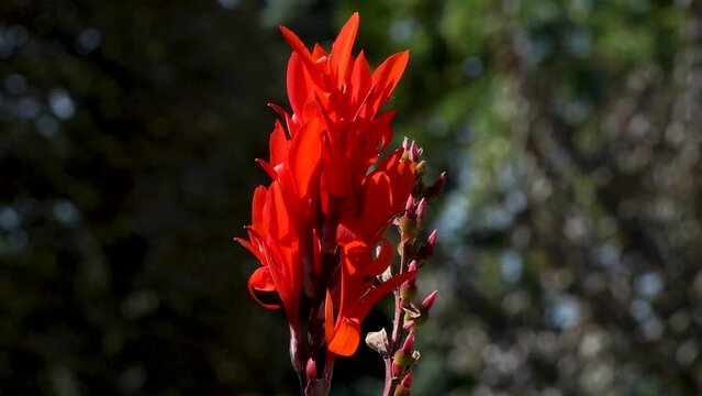 Close-up. Fiery red blooming canna lily flower. Flowers in the garden.