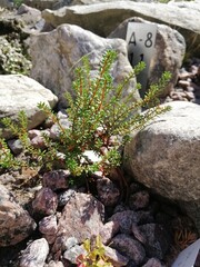 a rocky flower bed with different types of creeping alpine plants and flowers on a sunny summer day. Floral Wallpaper