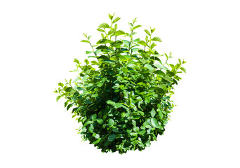 bush isolated transparency background.. - 527378270