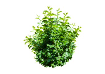 bush isolated transparency background..