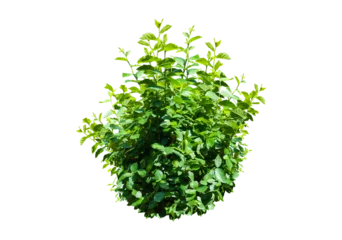 Foto op Aluminium bush isolated transparency background.. © moderngolf1984
