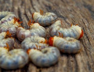 May beetle larva on an old board. May beetle larvae before cooking. The concept of delicacies, national cuisine of the peoples of the world, the environment.