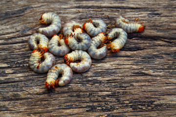 May beetle larva on an old board. May beetle larvae before cooking. The concept of delicacies,...