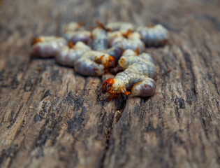 May beetle larva on an old board. May beetle larvae before cooking. The concept of delicacies, national cuisine of the peoples of the world, the environment.