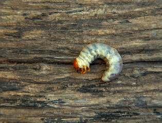 May beetle larva on an old board. May beetle larvae before cooking. The concept of delicacies, national cuisine of the peoples of the world, the environment.
