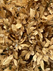 Brown dried up leaves of a box tree