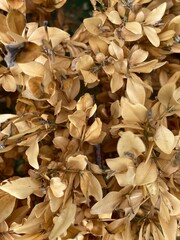 autumn leaves background