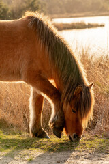 Icelandic horse portrait brown golden pony