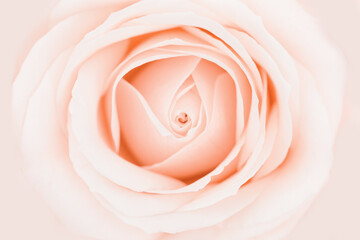 One rose flower close up, white pink cream pastel color background with copy space. Fresh tender bloom rose, greeting card, invitation for romance celebration. Soft focus style nature image