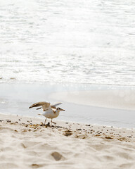 Seagull stands in seawater on seashore on sandy beach, the seawater sparkles in sun, beautiful nature landscape with seabird, summer time, travel and relax concept, nature scene