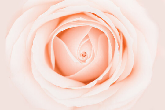 One rose flower close up, white pink cream pastel color background with copy space. Fresh tender bloom rose, greeting card, invitation for romance celebration. Soft focus style nature image